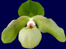 Paph Envy Green